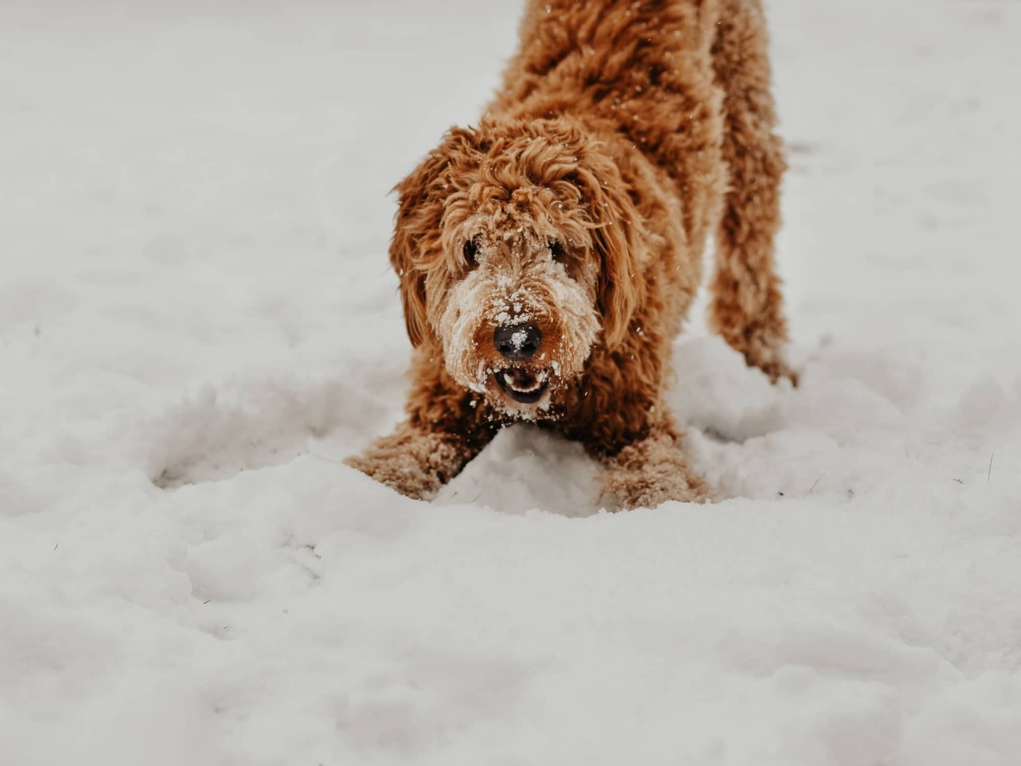 How Cold Is Too Cold for Dogs?